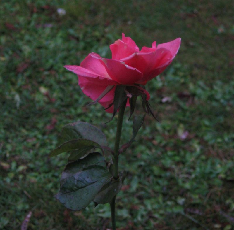 Róża zakwitła na Sikorskiego (iSokolka.eu)
