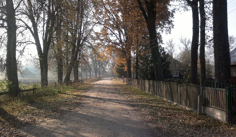 Przepiękna aleja starych drzew w Horczakach Dolnych (iSokolka.eu)