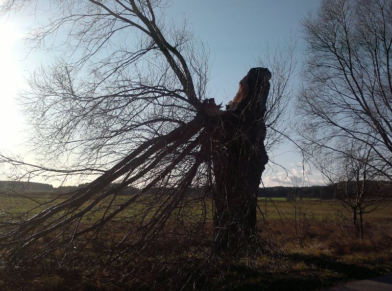 Drzewo połamane przez dzisiejszą wichurę (iSokolka.eu)